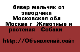 бивер мальчик от заводчика - Московская обл., Москва г. Животные и растения » Собаки   